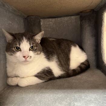 Lily -  Domestic Short Hair Cat for Adoption in Washington, Utah - Lily | PetCurious