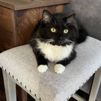 Rescue Domestic Medium Hair Cats for Adoption in Statesboro, Georgia - Raspberry Beret | PetCurious