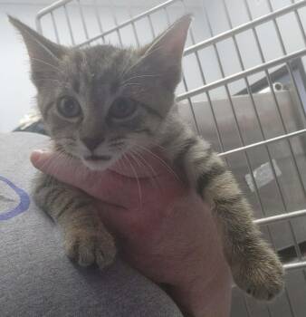 Revlon -  Domestic Short Hair Cat for Adoption in Republic, Missouri - Revlon | PetCurious
