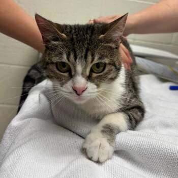 Domestic Short Hair Cats Available for Adoption in Murray, Utah - Tiger | PetCurious