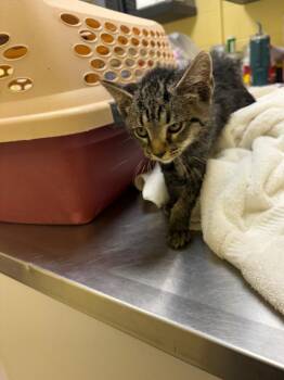 Voodoo -  Domestic Short Hair Cat for Adoption in Crossville, Tennessee - Voodoo | PetCurious