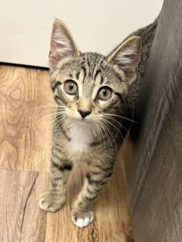 Parker -  Domestic Short Hair and Tabby Cat for Adoption in Houston, Texas - Parker | PetCurious