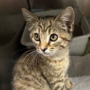 Dolly -  Domestic Short Hair Cat for Adoption in Corbin, Kentucky - Dolly | PetCurious