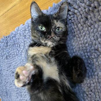 Melody -  Domestic Short Hair Cat for Adoption in Evanston, Illinois - Melody | PetCurious