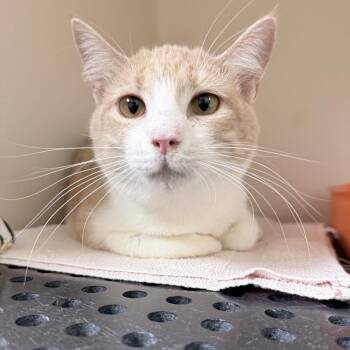Domestic Short Hair Cats Available for Adoption in Auburn, Alabama - Duck | PetCurious
