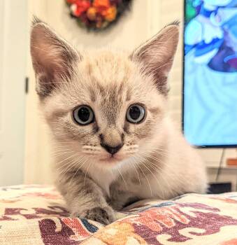 Rescue Tabby Cats for Adoption in Burbank, California - Hamburger (A135634) | PetCurious