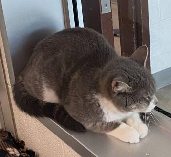 Chloe -  Domestic Short Hair Cat for Adoption in Alexandria, Virginia - Chloe | PetCurious
