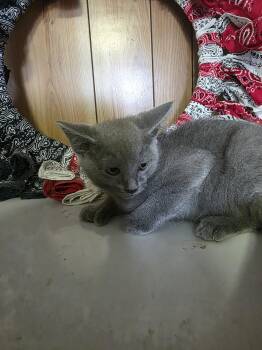 Syrup -  Extra Toes Cat Hemingway Polydactyl and Domestic Short Hair Cat for Adoption in Cosby, Tennessee - Syrup | PetCurious