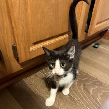 Oreo -  Domestic Short Hair Cat for Adoption in Springfield, Illinois - Oreo | PetCurious