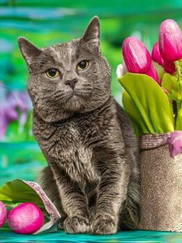 Domestic Short Hair Cats Available for Adoption in Cookeville, Tennessee - MIDNIGHT | PetCurious