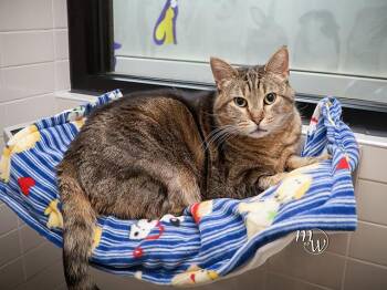 Domestic Short Hair Cats Available for Adoption in Omaha, Nebraska - DOOFUS | PetCurious