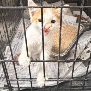 Lewis -  Domestic Short Hair Cat for Adoption in Long Beach, California - Lewis | PetCurious