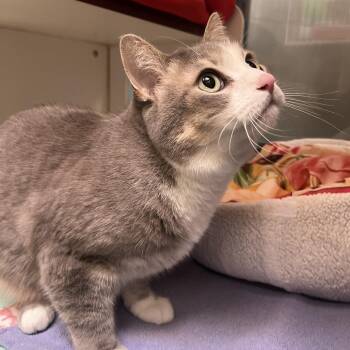 Domestic Short Hair Cats Available for Adoption in Cheyenne, Wyoming - Missy | PetCurious