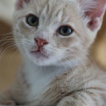 Meowzer -  Domestic Short Hair Cat for Adoption in Houston, Texas - Meowzer | PetCurious