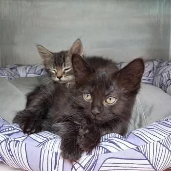 CHULO -  Domestic Short Hair Cat for Adoption in Fort Walton Beach, Florida - CHULO | PetCurious