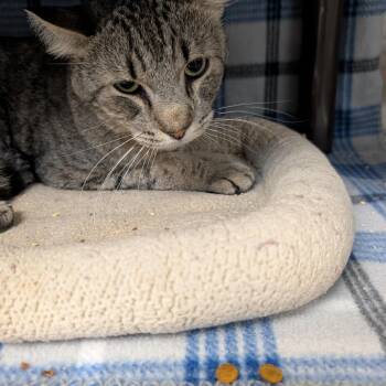 Erling Haaland -  Domestic Short Hair Cat for Adoption in Las Vegas, Nevada - Erling Haaland | PetCurious