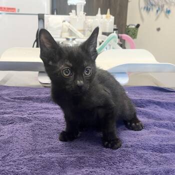 Ragnarok -  Domestic Short Hair Cat for Adoption in Oak Brook, Illinois - Ragnarok | PetCurious