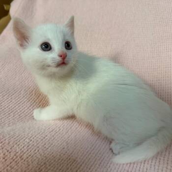 Mollie -  Domestic Short Hair Cat for Adoption in Lewisville, Texas - Mollie | PetCurious