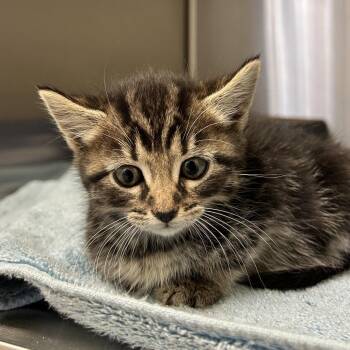 Domestic Short Hair Cats Available for Adoption in Lynchburg, Virginia - Hornet | PetCurious
