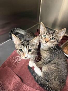 Della and Dapper -  Domestic Short Hair Cat for Adoption in Amherst, Virginia - Della And Dapper | PetCurious