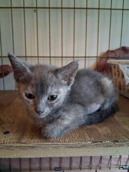 Razzle -  Domestic Short Hair Cat for Adoption in Ogden, Utah - Razzle | PetCurious