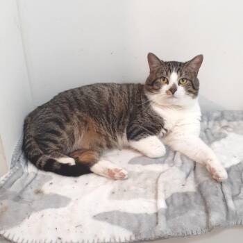 Caesar -  Domestic Short Hair Cat Available for Adoption in Pittsburgh, Pennsylvania - Caesar | PetCurious