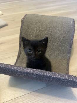 Rescue Domestic Medium Hair and Siamese Cats for Adoption in Austin, Texas - Cascade | PetCurious