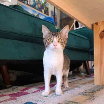Tabby Cats Available for Adoption in New Orleans, Louisiana - Simon  | PetCurious