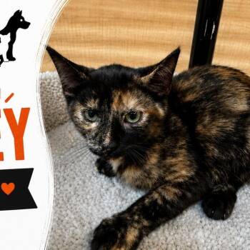 Smiley -  Tortoiseshell Cat for Adoption in Atlanta, Georgia - Smiley | PetCurious