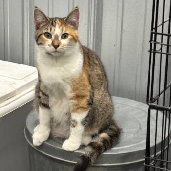 Rescue Domestic Short Hair Cats for Adoption in Enfield, New Hampshire - Chirp | PetCurious