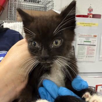 Nemo -  Domestic Short Hair Cat for Adoption in Newark, New Jersey - Nemo | PetCurious