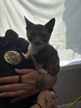 *Blue Cheese* -  Domestic Short Hair Cat for Adoption in Salt Lake City, Utah - *Blue Cheese* | PetCurious