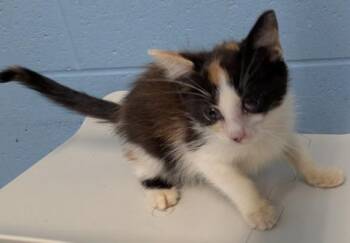 Bonnibel -  Domestic Medium Hair Cat for Adoption in Evansville, Indiana - Bonnibel | PetCurious