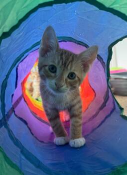 Rescue Domestic Short Hair and Tabby Cats for Adoption in Dallas, Texas - Rowan | PetCurious