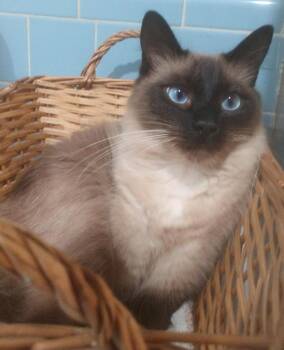 Sherman 3 -  Siamese Cat for Adoption in Austin, Texas - Sherman 3 | PetCurious