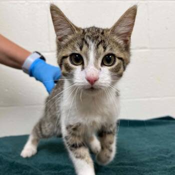 SVAS-Stray-38795 -  Domestic Short Hair Cat for Adoption in Lyndhurst, Virginia - SVAS-Stray-38795 | PetCurious