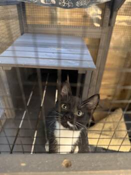John Denver -  Domestic Short Hair Cat for Adoption in Salisbury, North Carolina - John Denver | PetCurious