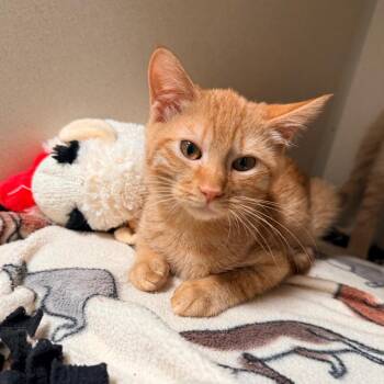 Leo -  Domestic Short Hair Cat for Adoption in Great Falls, Montana - Leo | PetCurious
