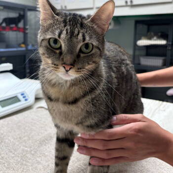 Rescue Domestic Short Hair Cats for Adoption in Dallas, Texas - Elmo | PetCurious