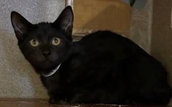 Echo -  Domestic Short Hair Cat for Adoption - Echo | PetCurious