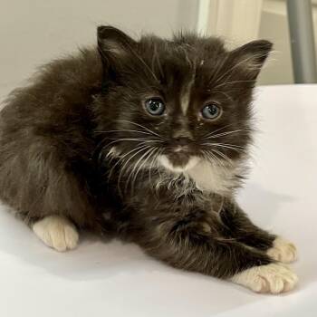 Ajax -  Domestic Short Hair Cat for Adoption in Fairmont, West Virginia - Ajax | PetCurious