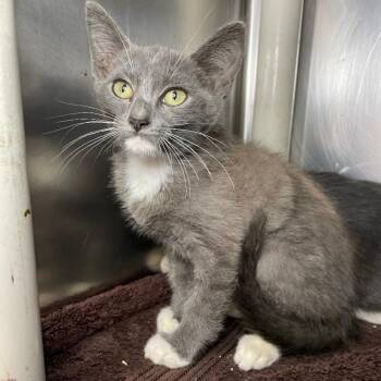 Catalytic Converter -  Domestic Short Hair Cat for Adoption in Roanoke, Virginia - Catalytic Converter | PetCurious