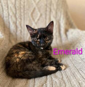 Emerald -  Tortoiseshell Cat for Adoption in Wyandotte, Michigan - Emerald | PetCurious