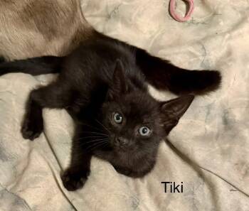 Domestic Short Hair Cats Available for Adoption in Safety Harbor, Florida - Tiki | PetCurious