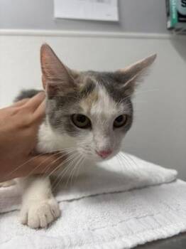 Domestic Short Hair Cats Available for Adoption in West Chester, Pennsylvania - Angel | PetCurious