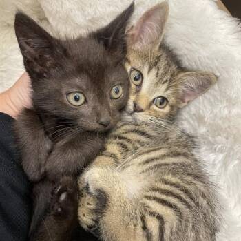 July -  Domestic Short Hair Cat for Adoption in Prince Frederick, Maryland - July | PetCurious