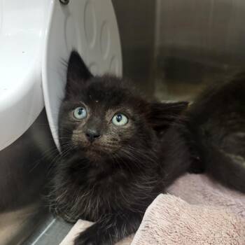 Hamburger -  Domestic Short Hair Cat for Adoption in Fort Wayne, Indiana - Hamburger | PetCurious