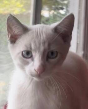 SAILOR -  Snowshoe Cat for Adoption in Palmdale, California - SAILOR | PetCurious