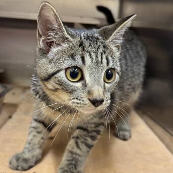 Polo -  Domestic Short Hair Cat for Adoption in Birmingham, Alabama - Polo | PetCurious