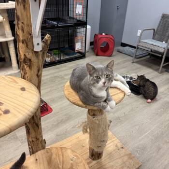 Nehko -  Domestic Short Hair Cat for Adoption in Hamburg, New York - Nehko | PetCurious